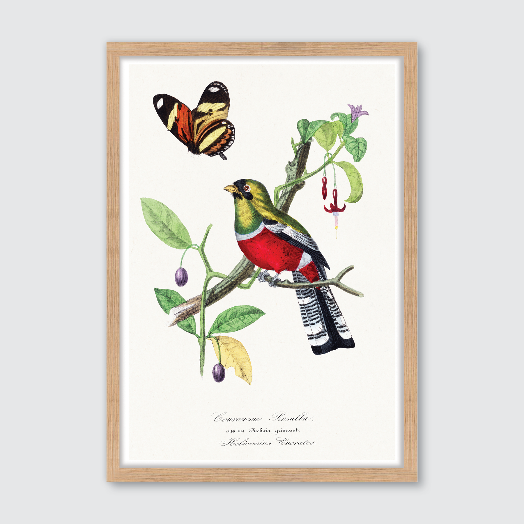 Crimson Rosella Bird
