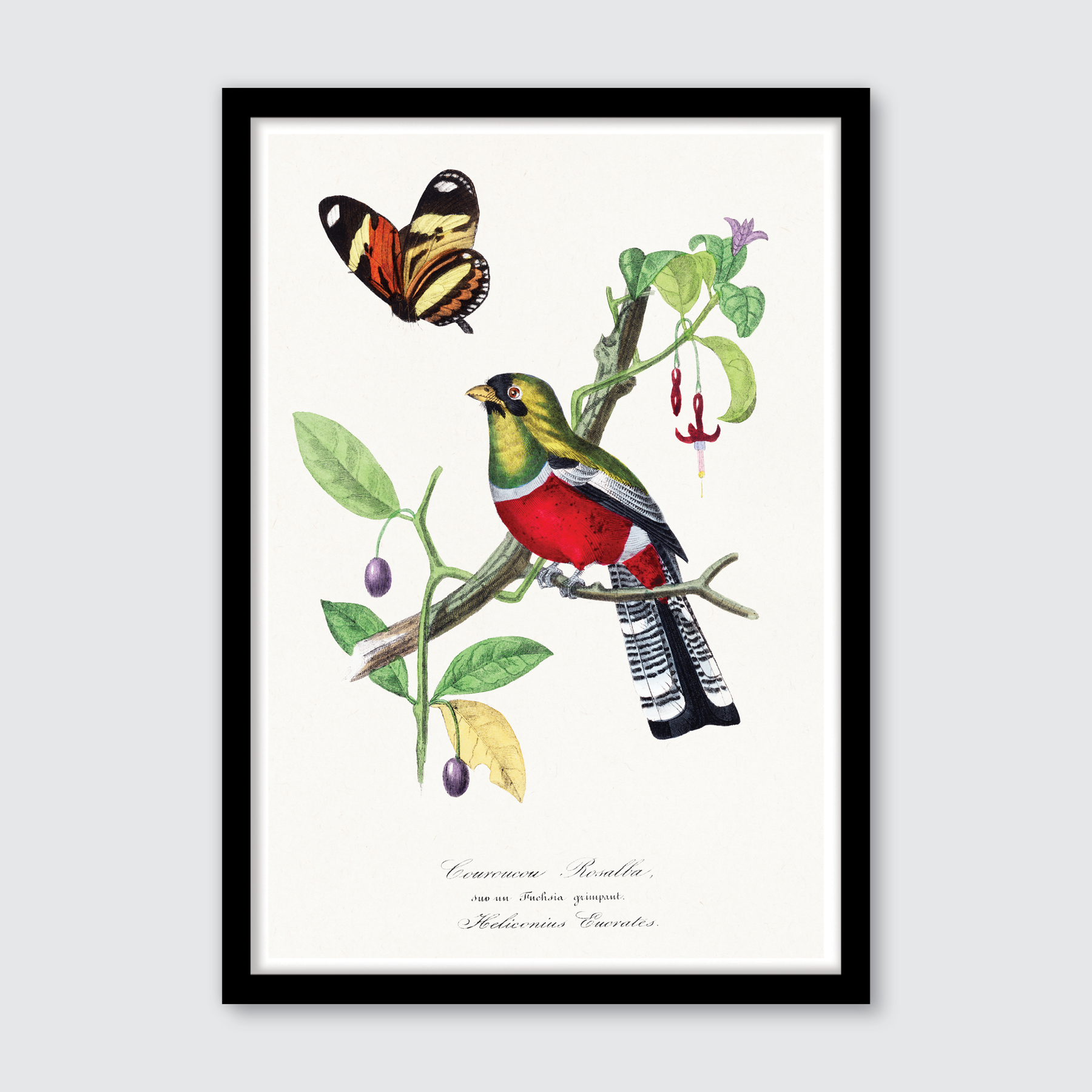 Crimson Rosella Bird