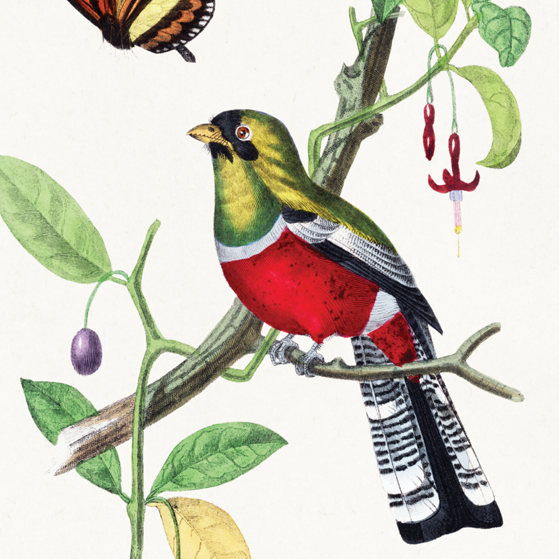 Crimson Rosella Bird