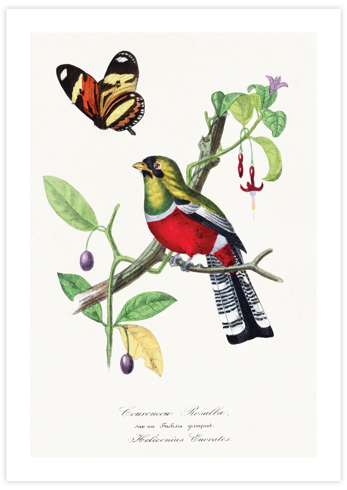 Crimson Rosella Bird