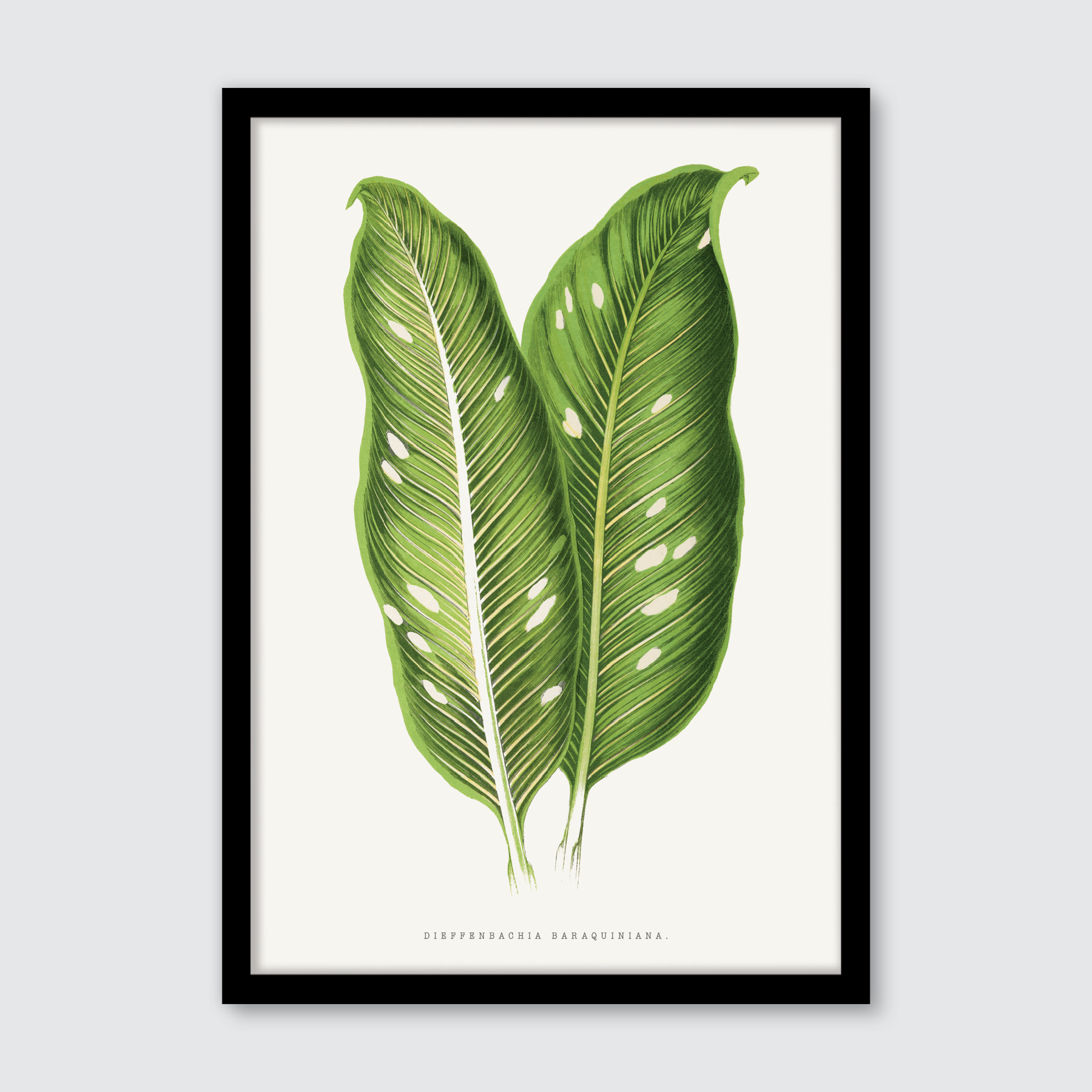 Dieffenbachia Baraquiniana