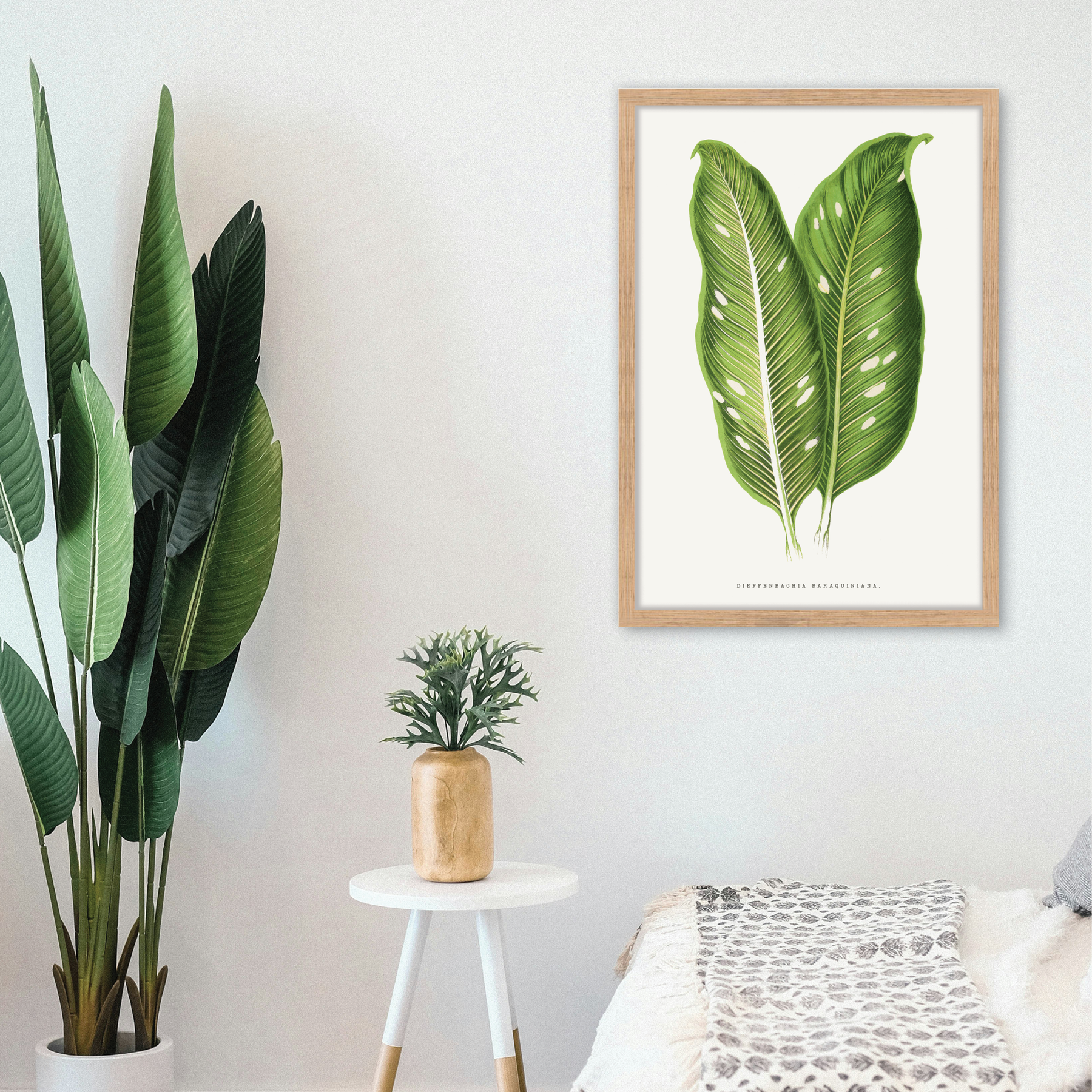 Dieffenbachia Baraquiniana