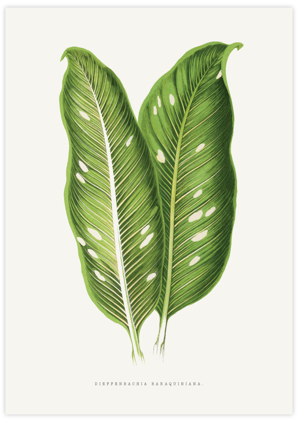 Dieffenbachia Baraquiniana
