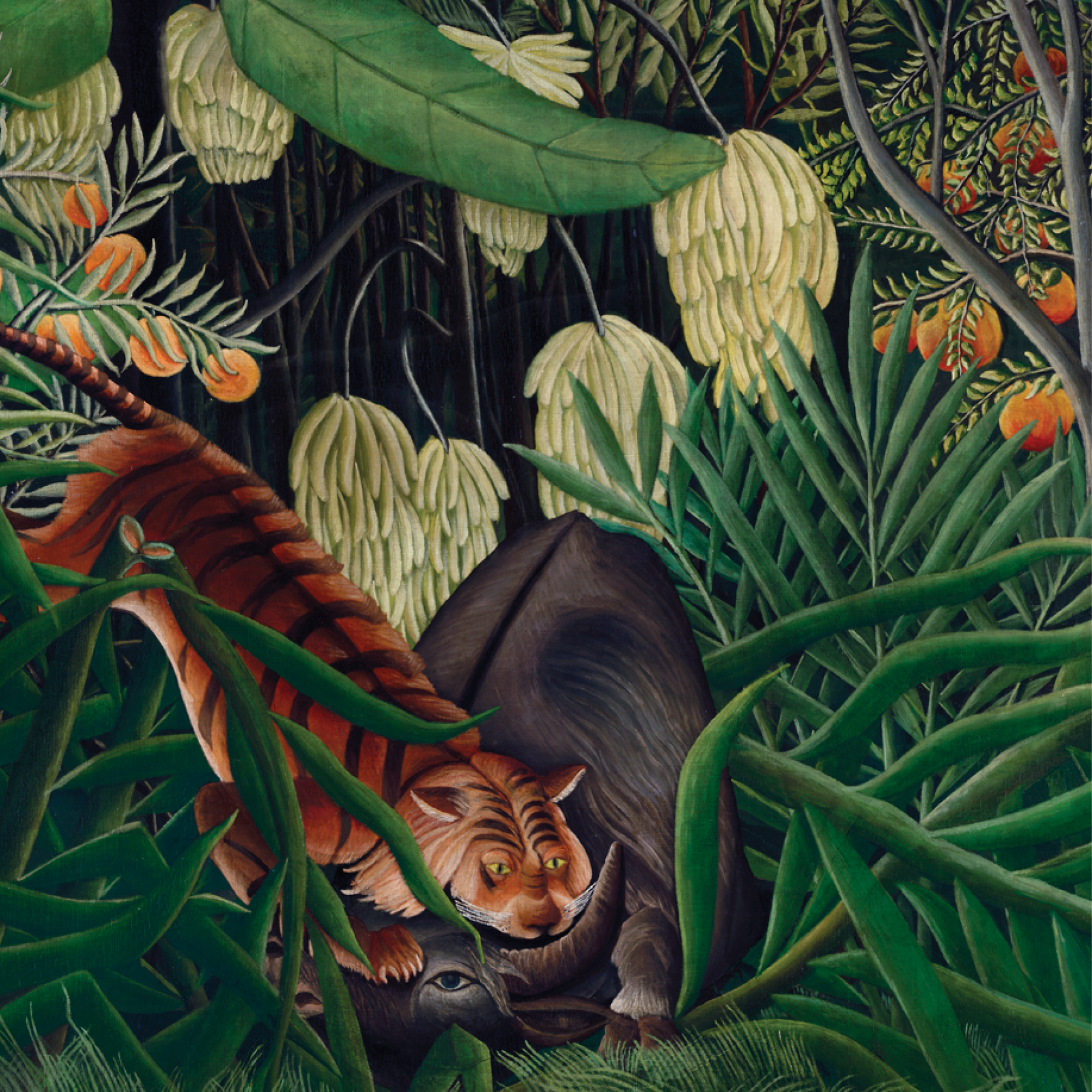 Fight between a Tiger and a Buffalo
