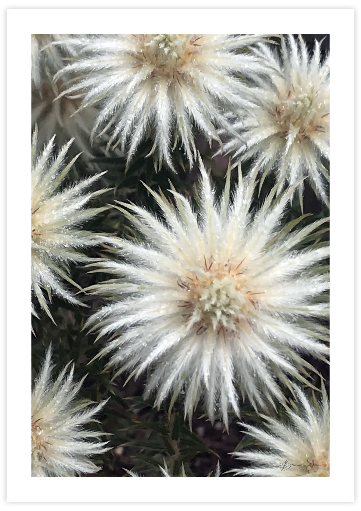 Floral Stars