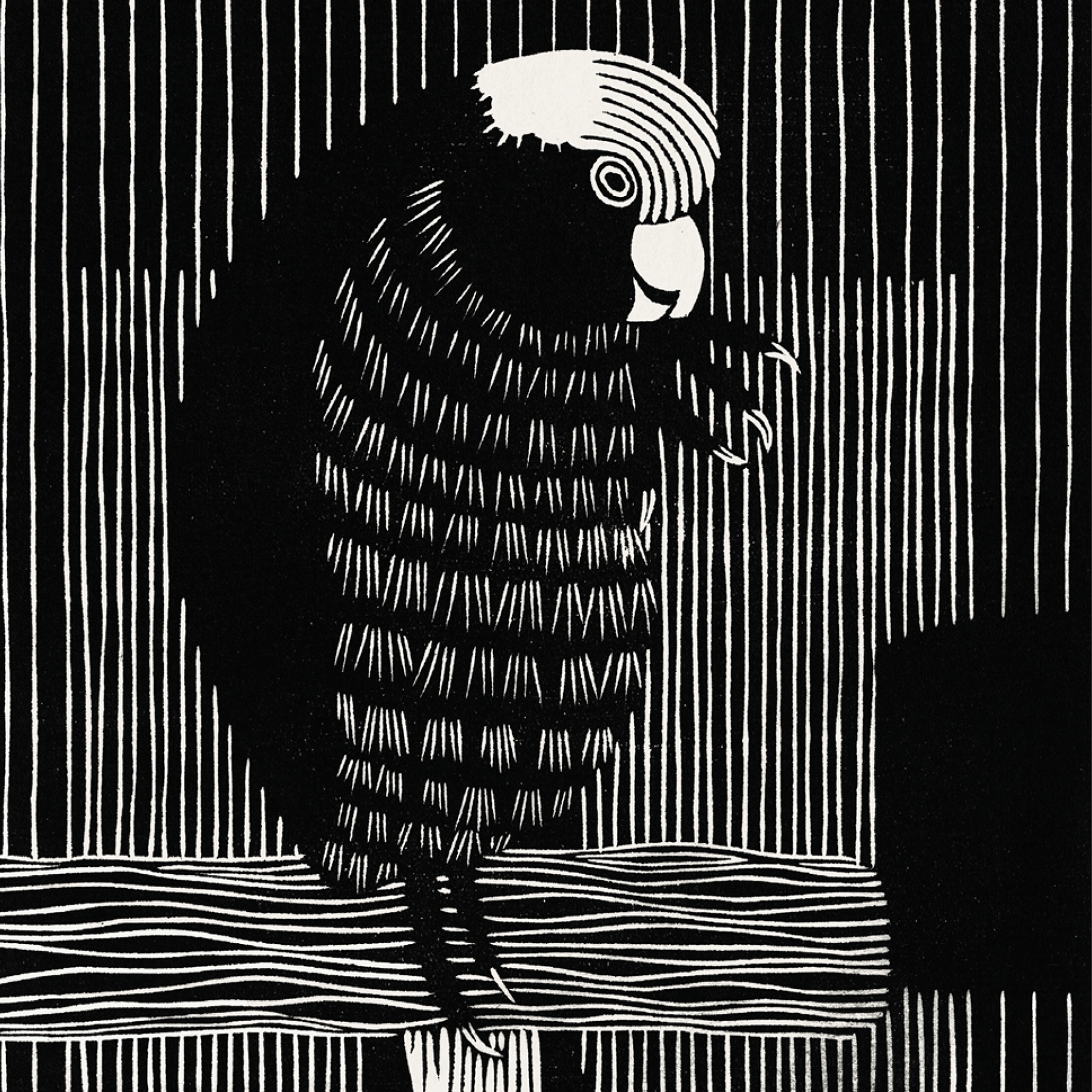 Galah Cockatoos (1917)
