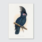 Great Black Cockatoo