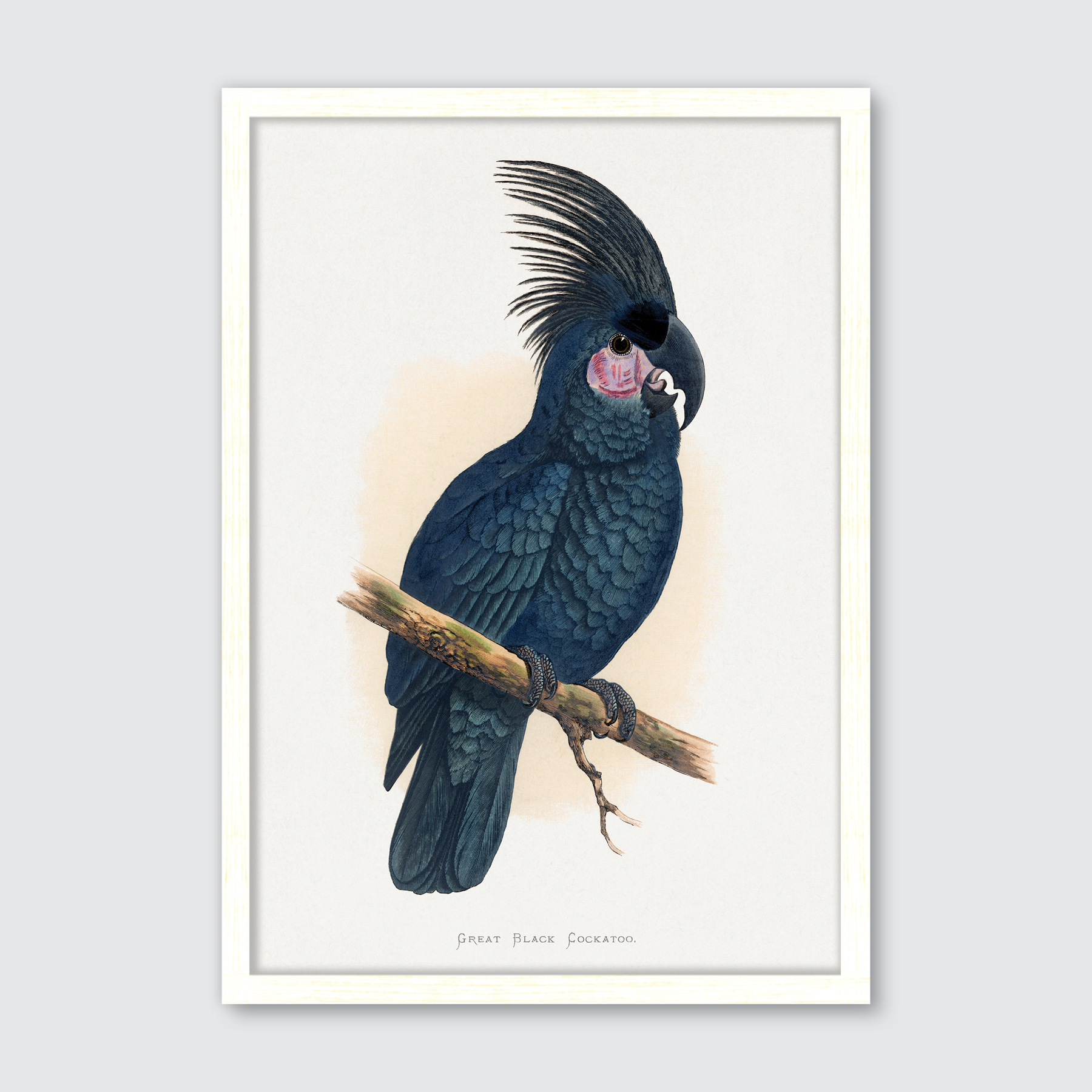 Great Black Cockatoo
