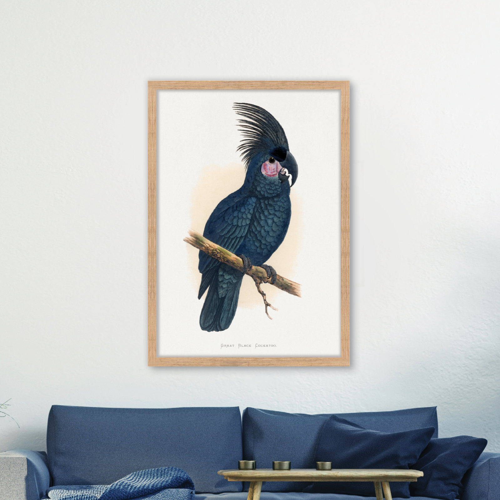 Great Black Cockatoo