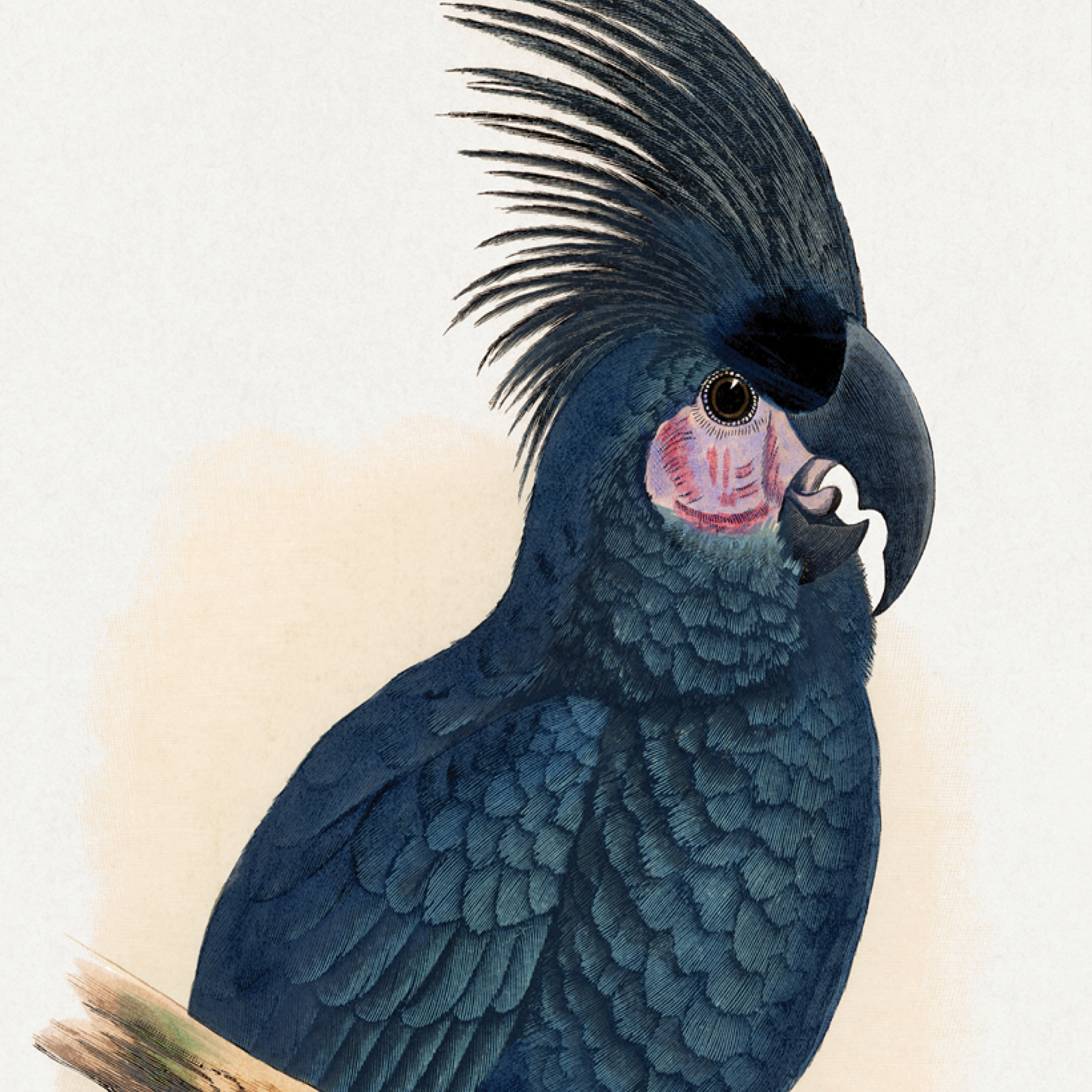 Great Black Cockatoo
