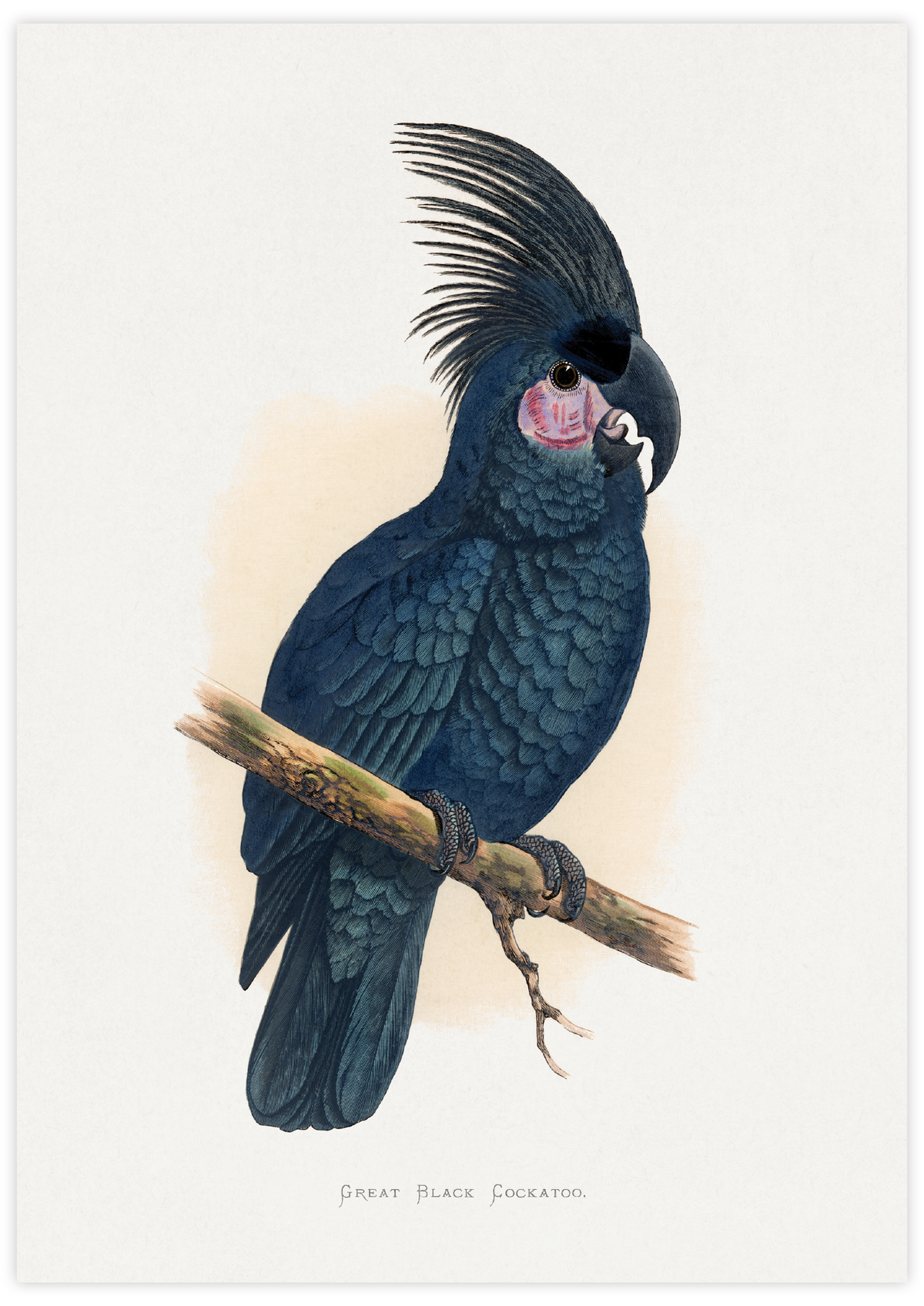 Great Black Cockatoo
