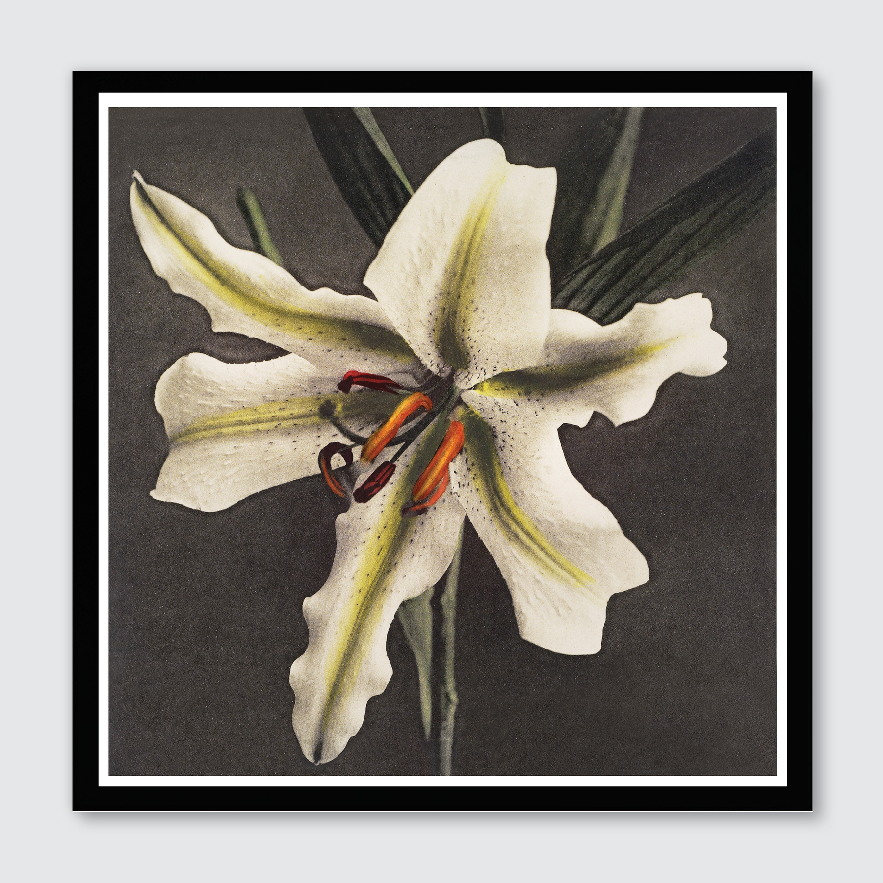 Hakuwo Lily