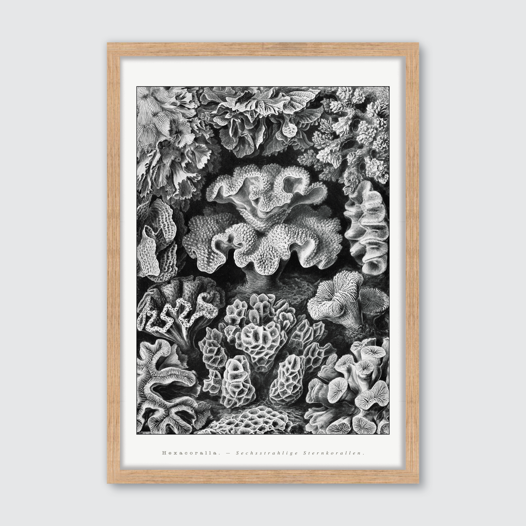Hexacoralla–Sechsstrahlige Sternkorallen