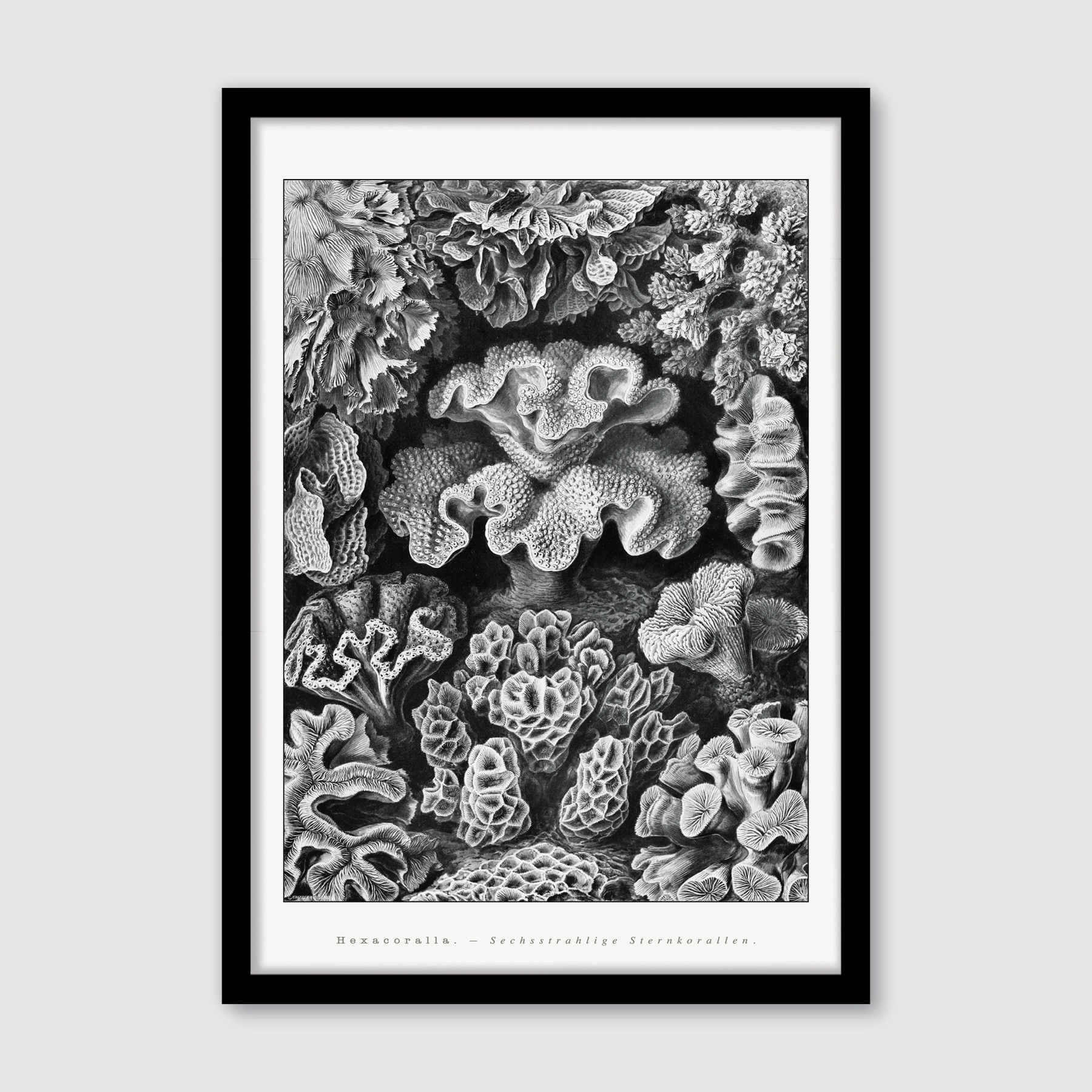 Hexacoralla–Sechsstrahlige Sternkorallen