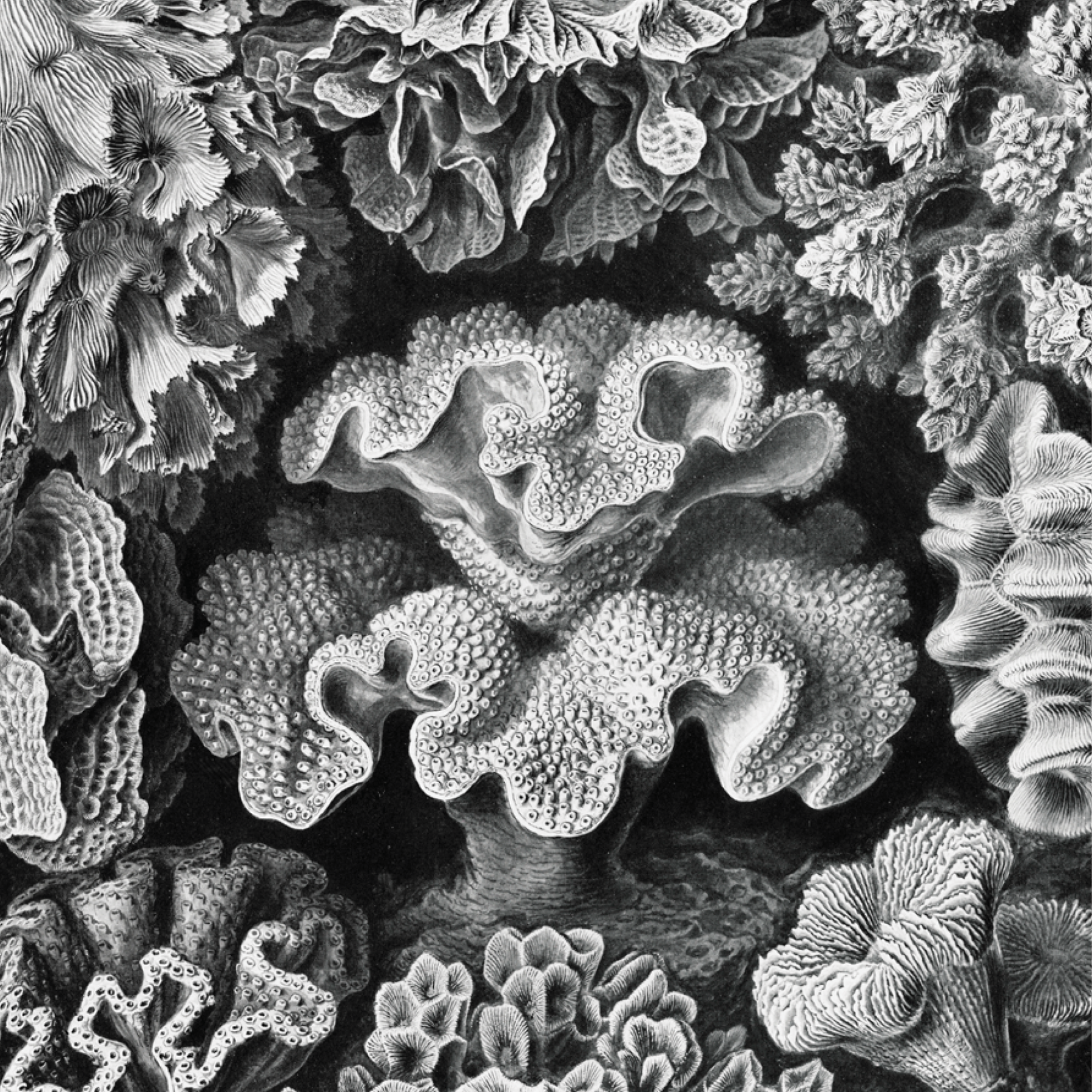 Hexacoralla–Sechsstrahlige Sternkorallen
