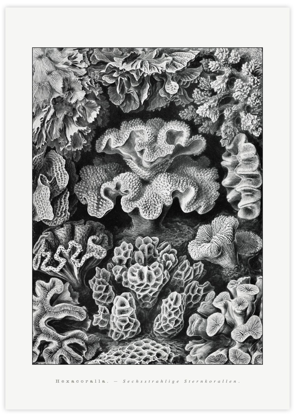 Hexacoralla–Sechsstrahlige Sternkorallen