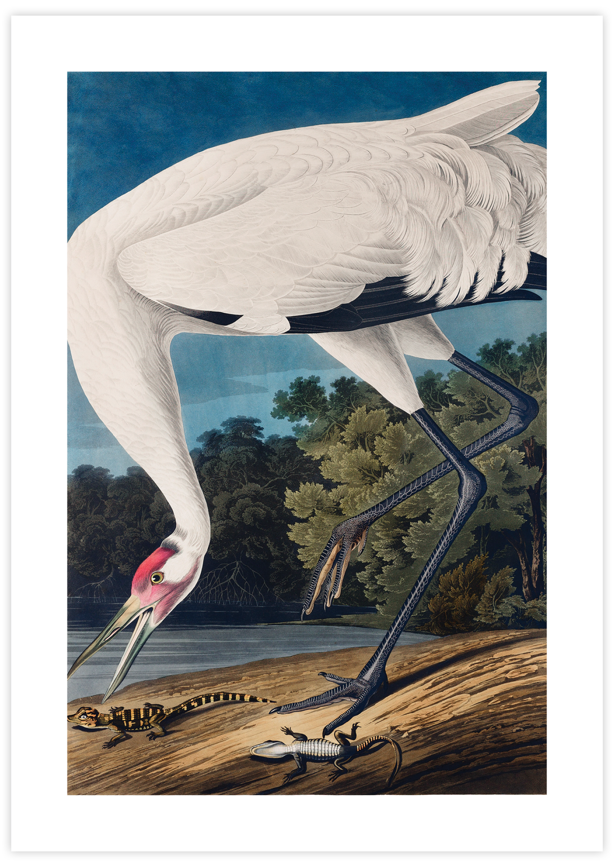 Hooping Crane
