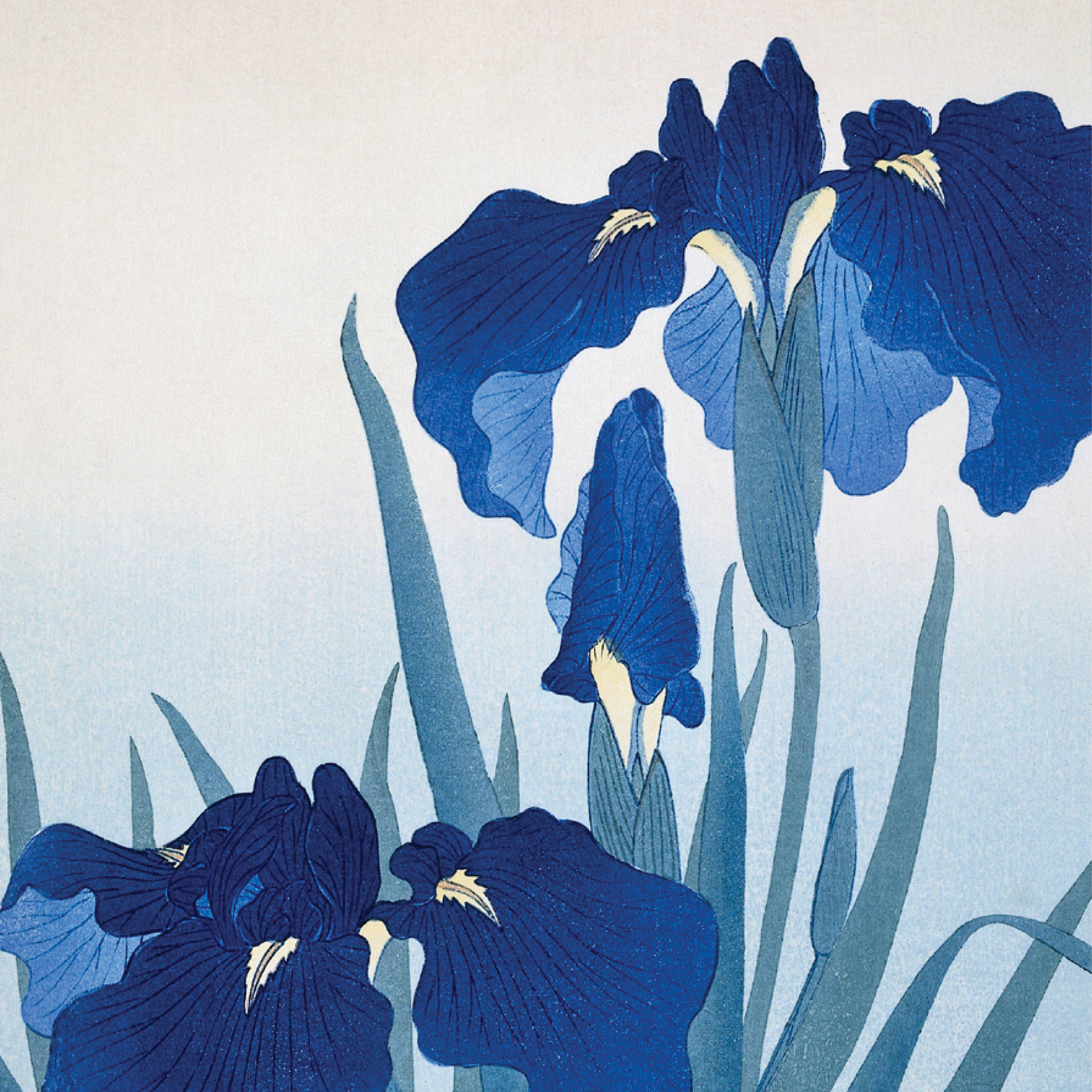 Iris Flowers