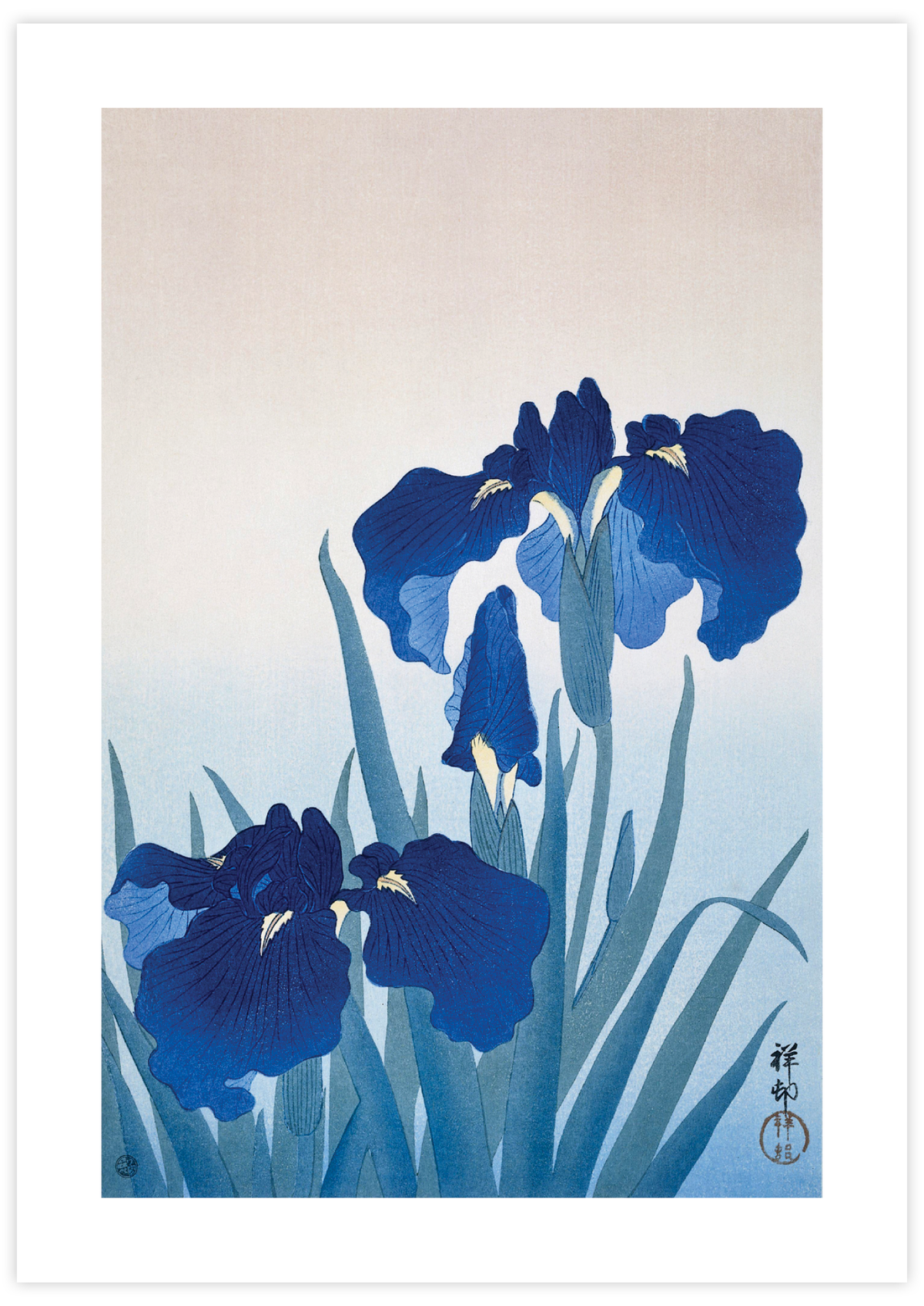 Iris Flowers