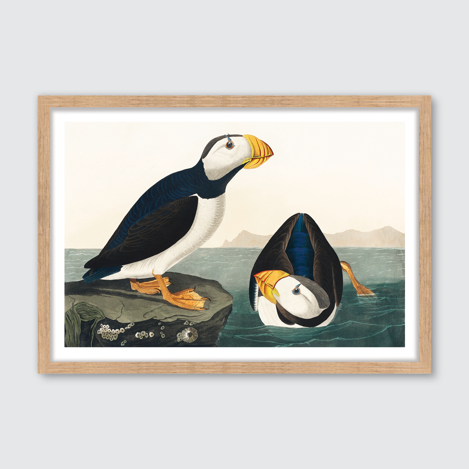 Large Billed Puffin