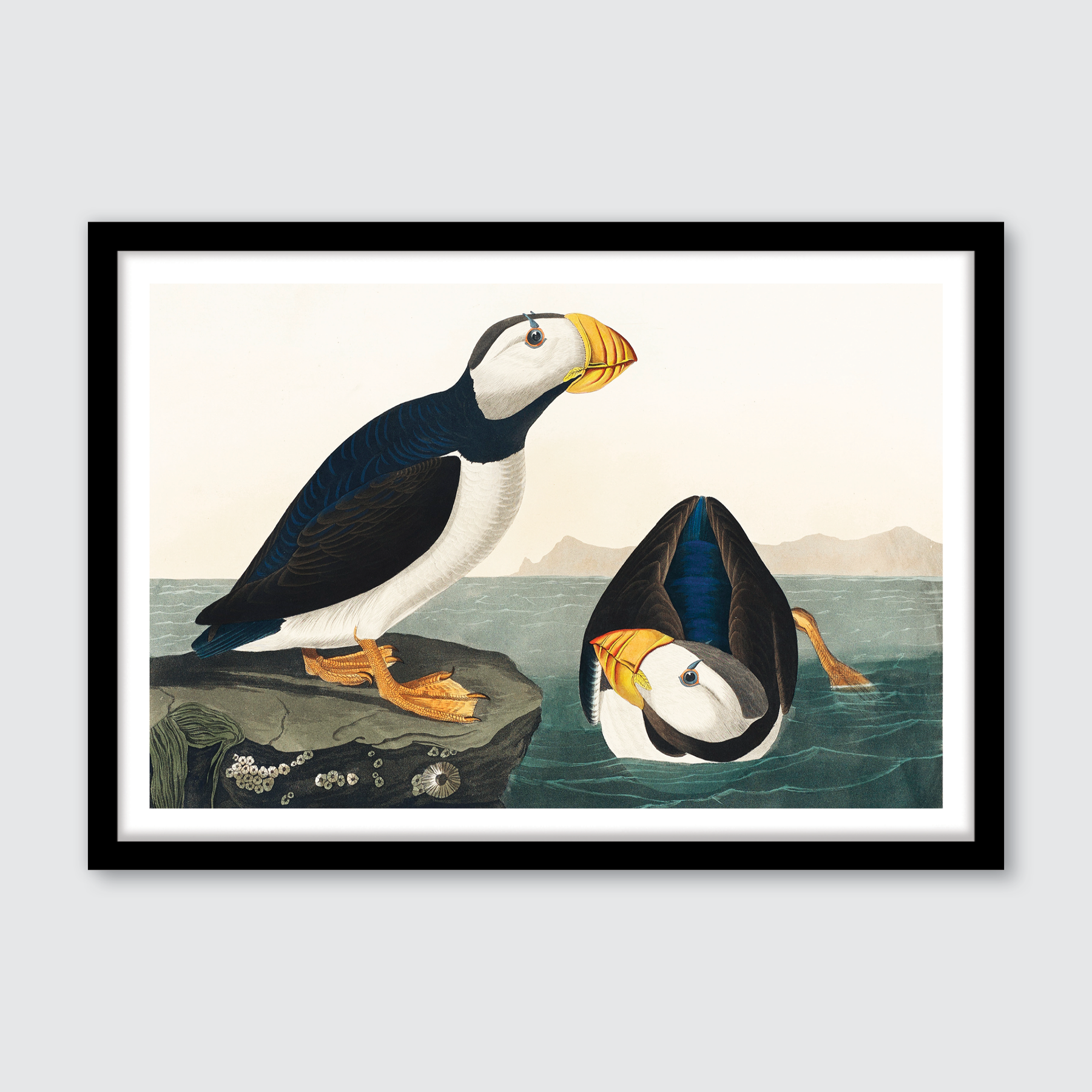 Large Billed Puffin