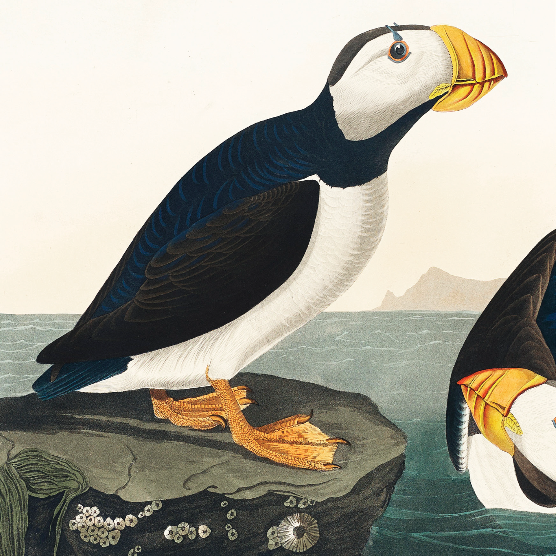 Large Billed Puffin