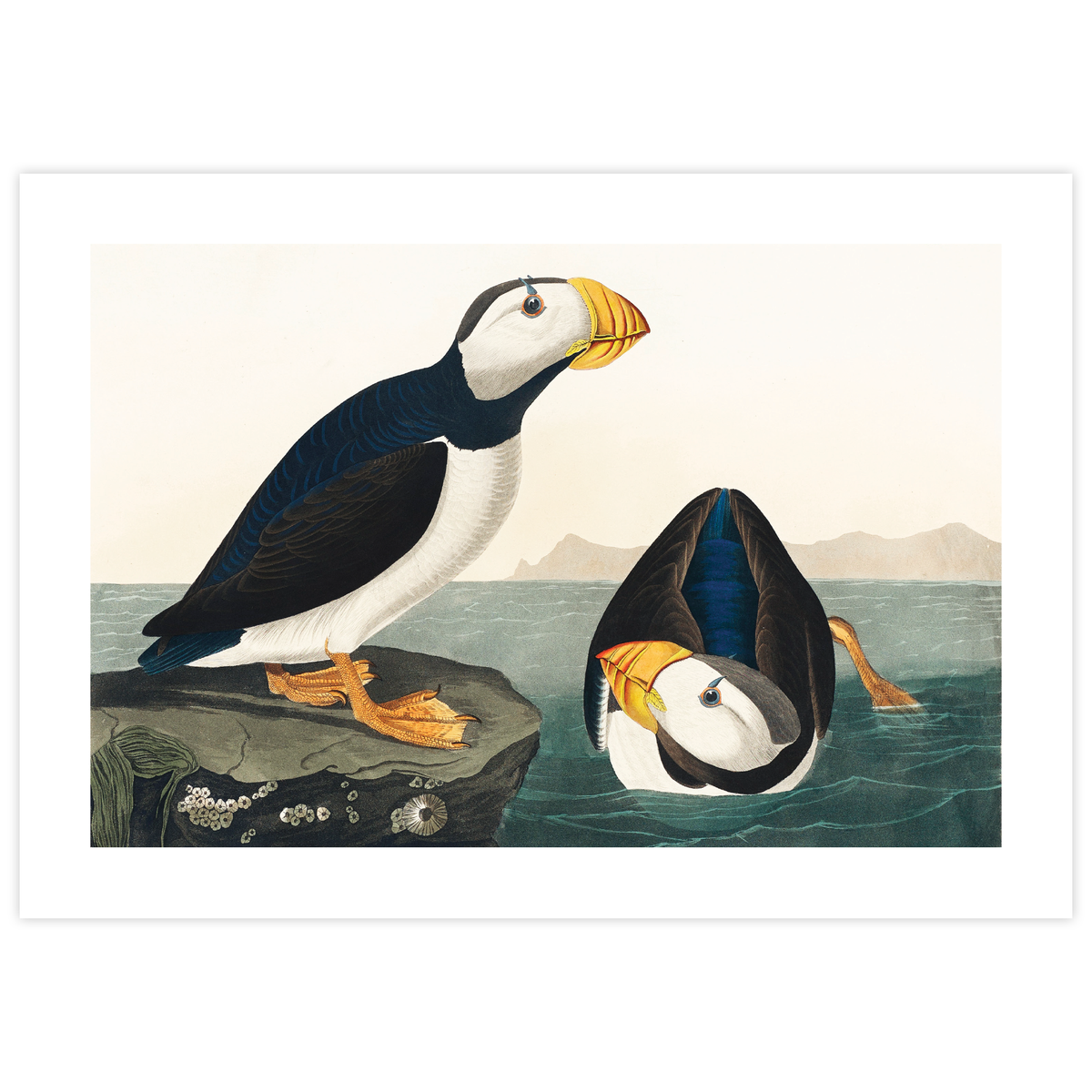Large Billed Puffin