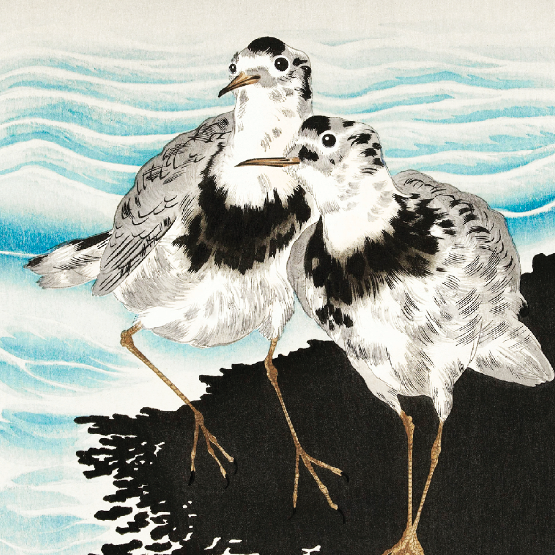Large Coot Sandpipers