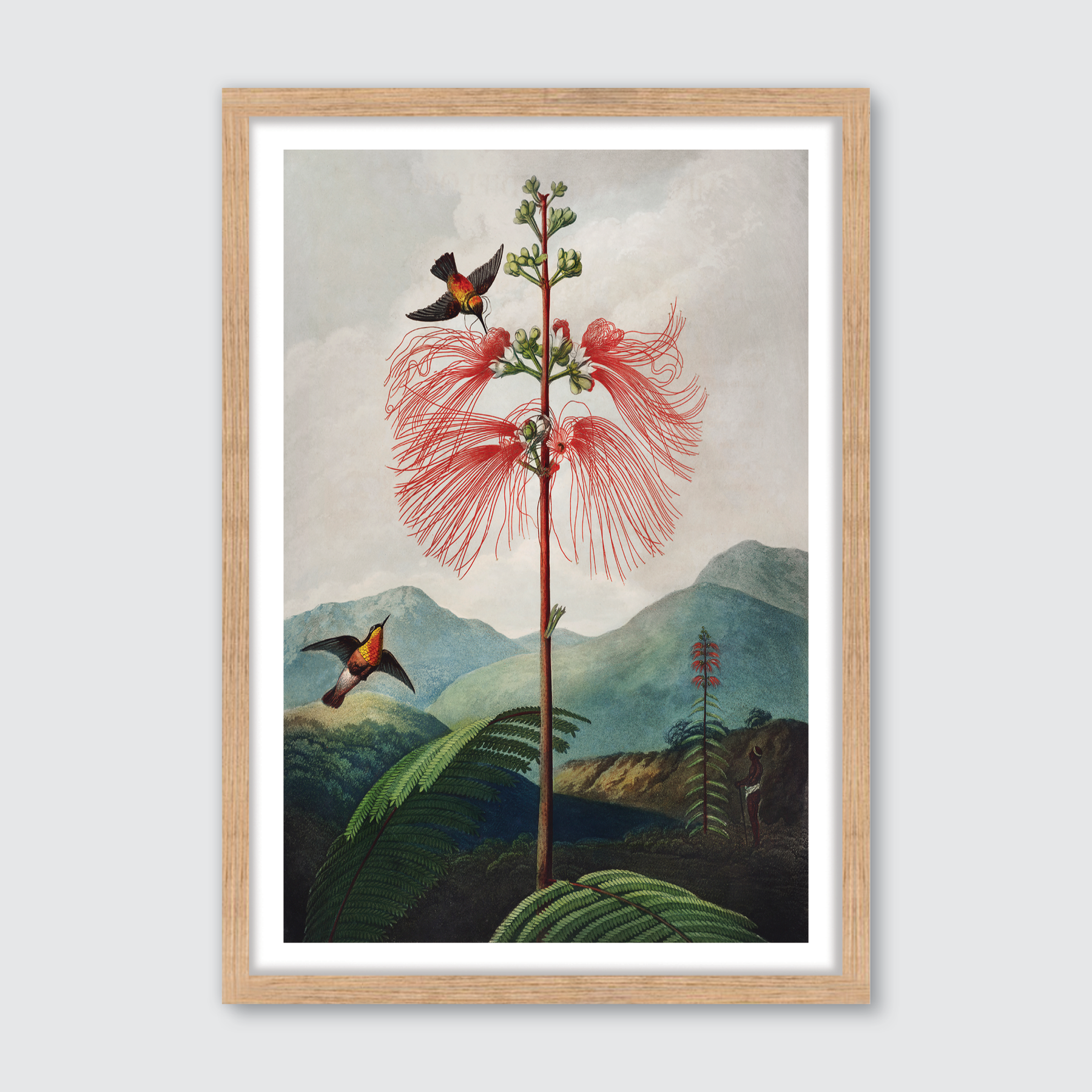 Large Flowering Sensitive Plant (1807)