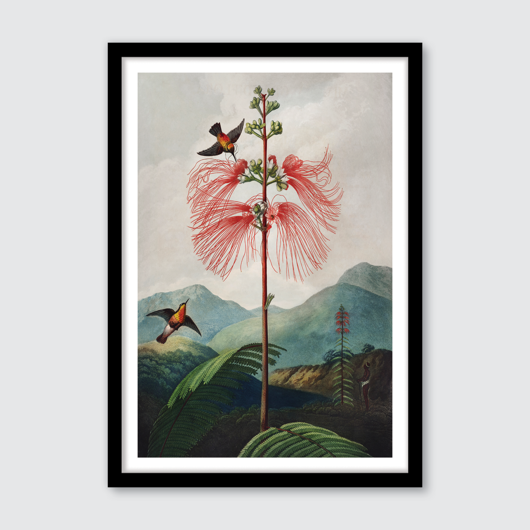 Large Flowering Sensitive Plant (1807)