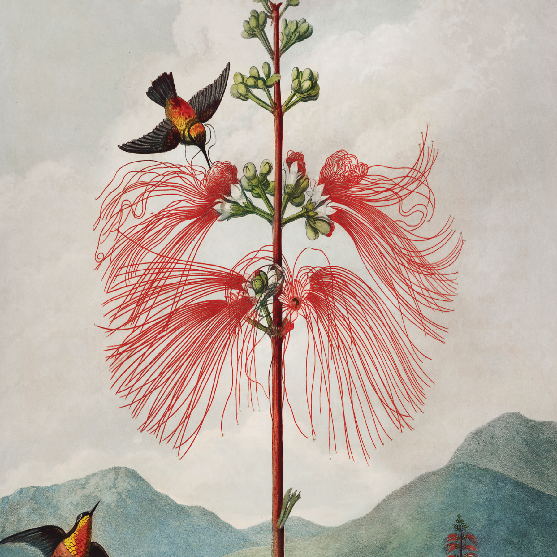 Large Flowering Sensitive Plant (1807)