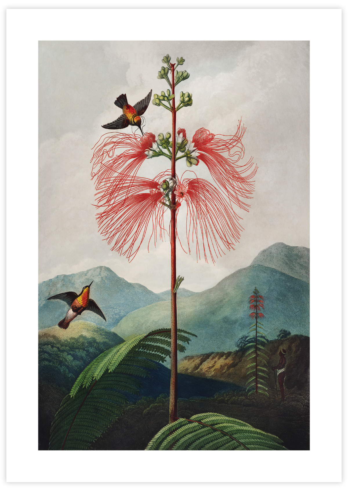 Large Flowering Sensitive Plant (1807)