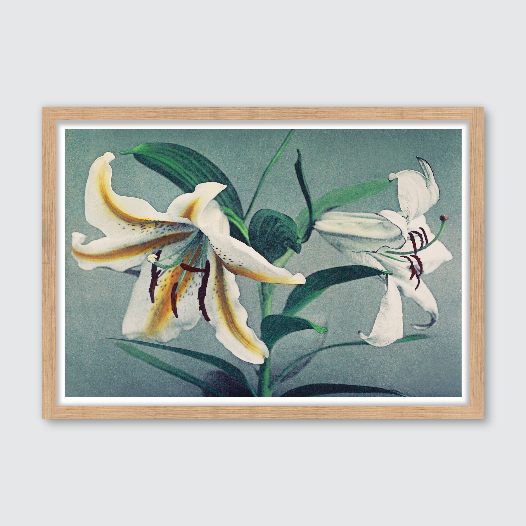 Lily