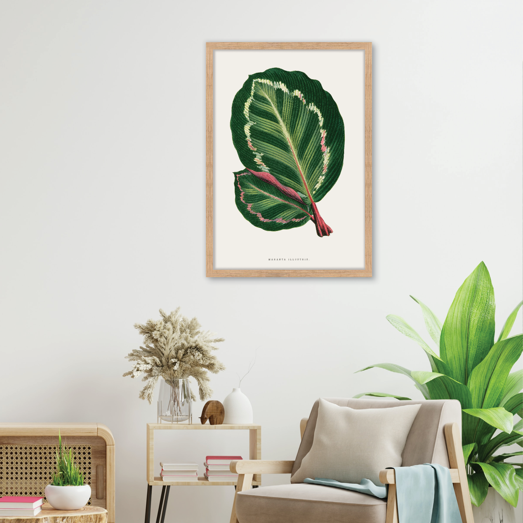 Maranta Illustris