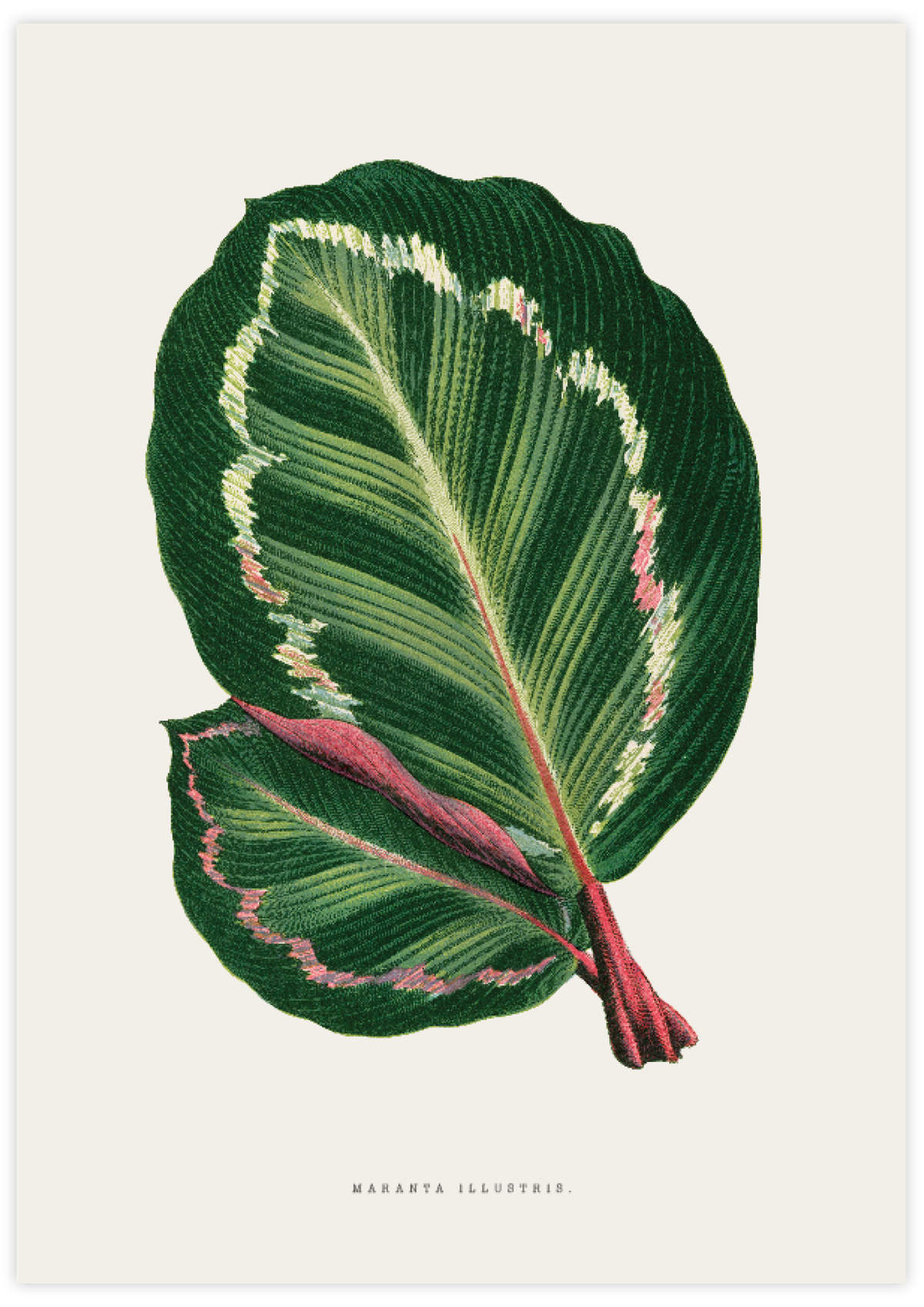 Maranta Illustris