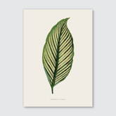 Maranta Vittata