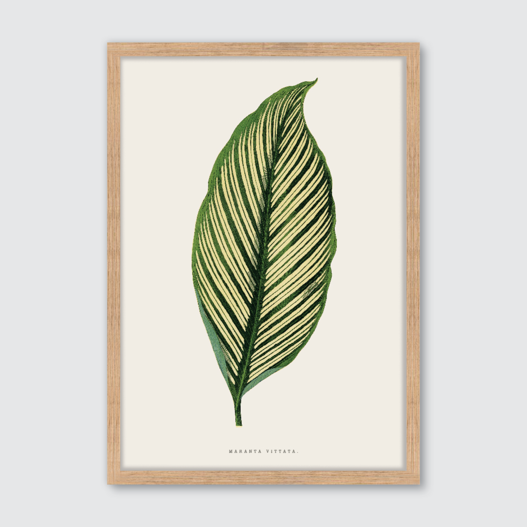 Maranta Vittata
