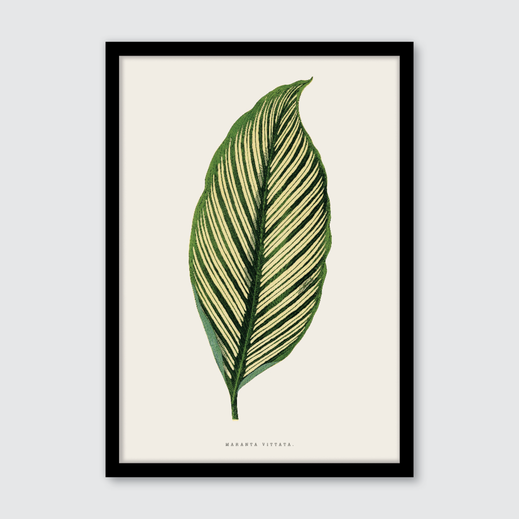 Maranta Vittata