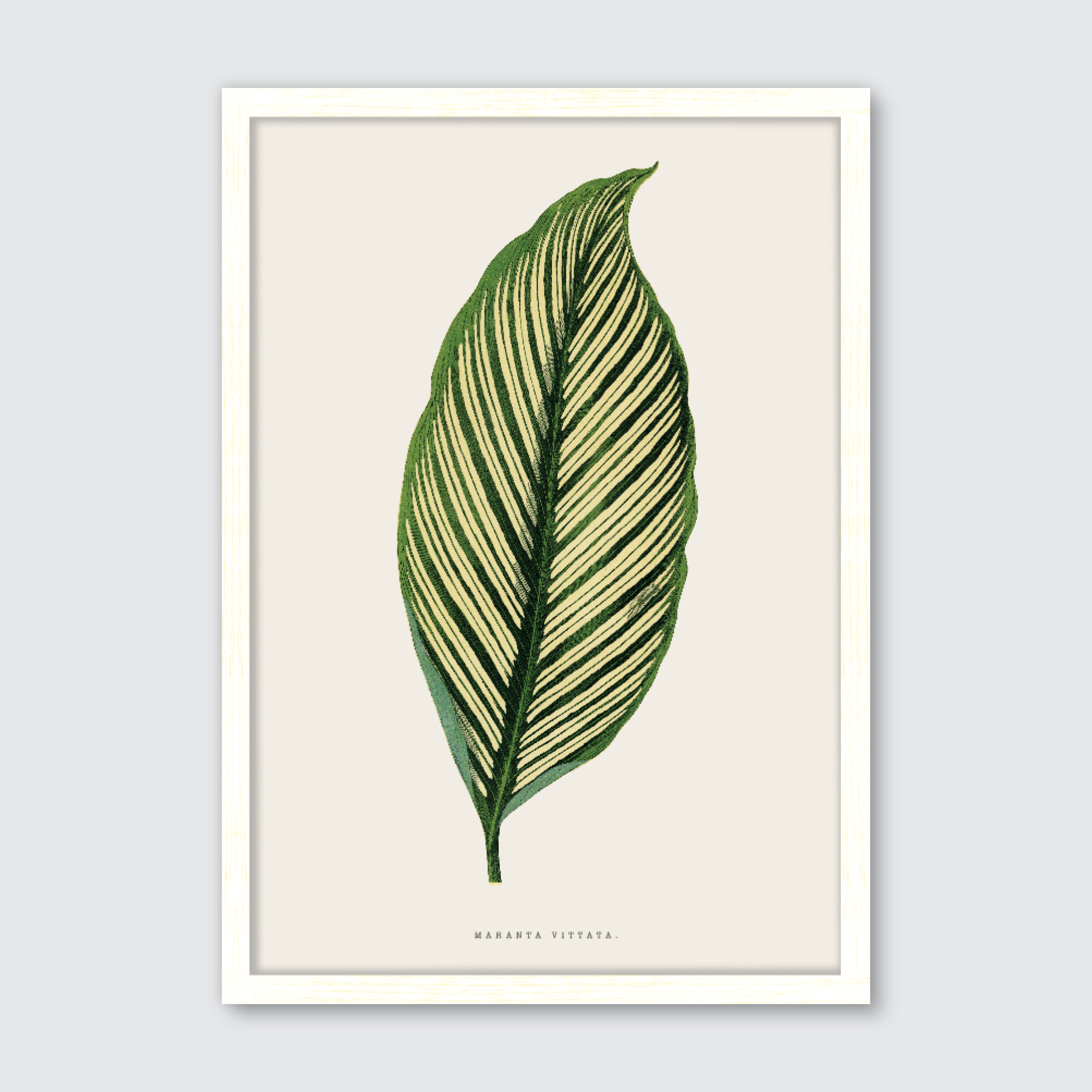 Maranta Vittata