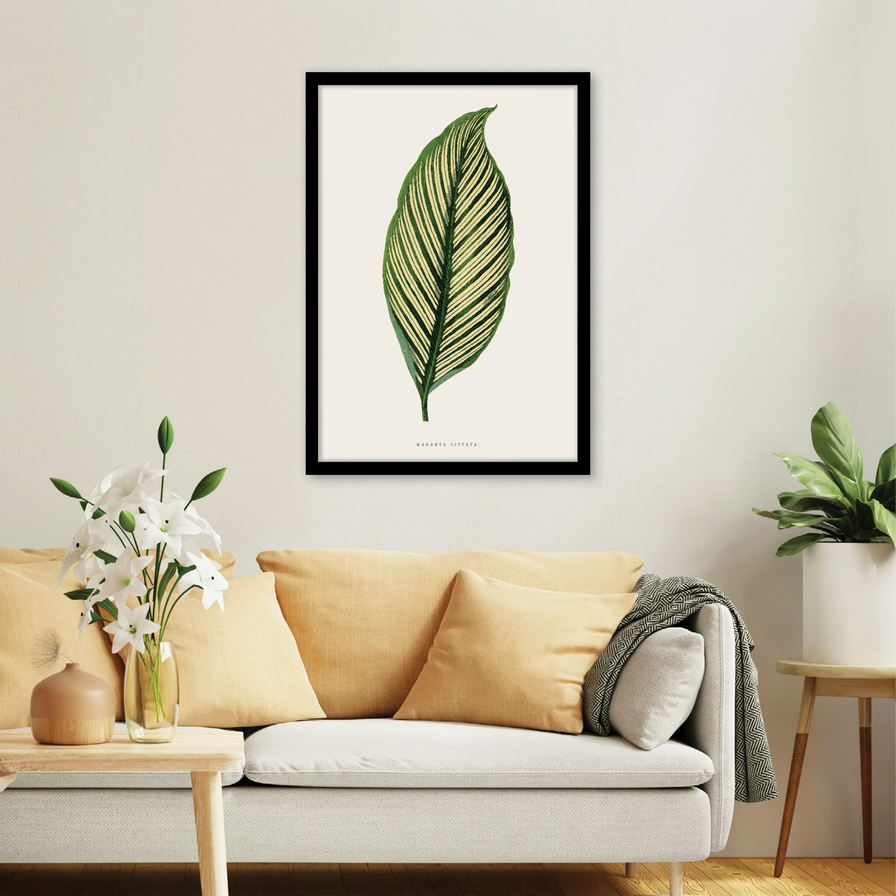 Maranta Vittata