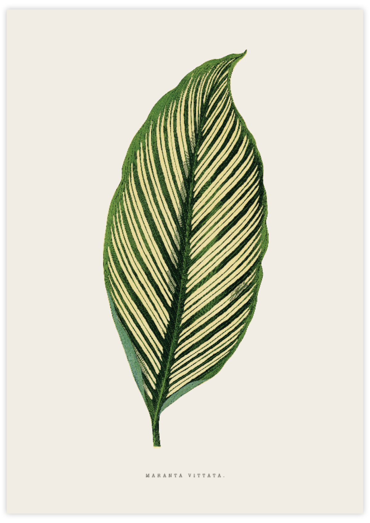 Maranta Vittata