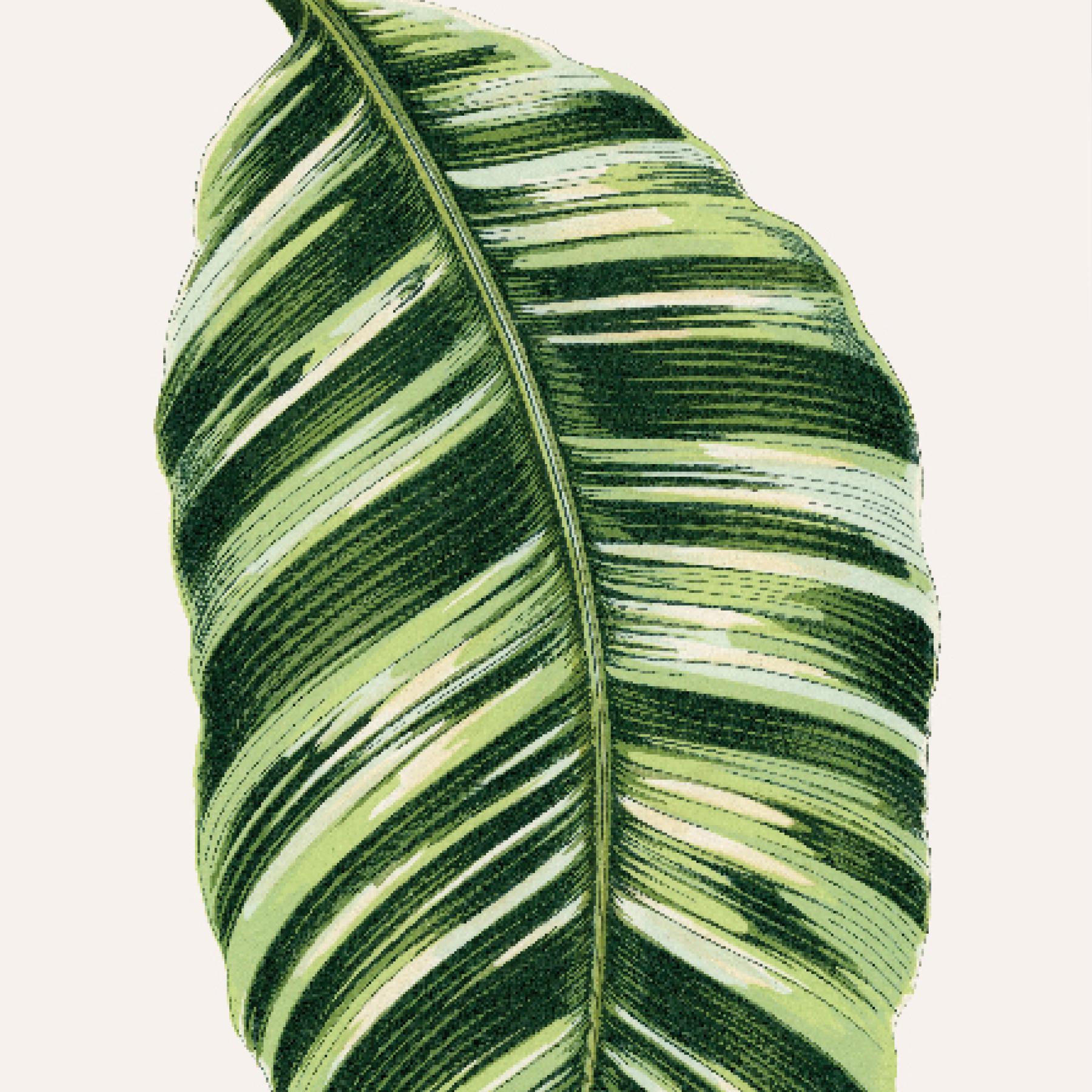 Musa Vittata