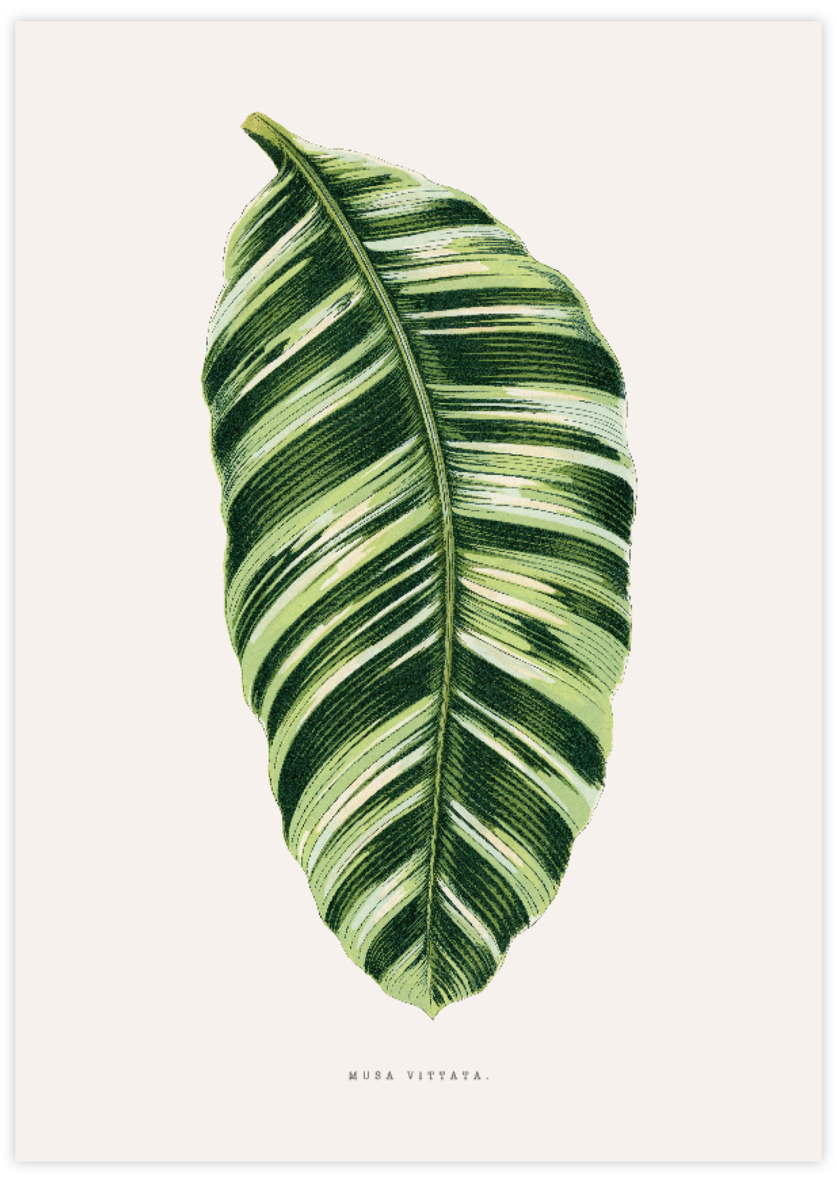 Musa Vittata