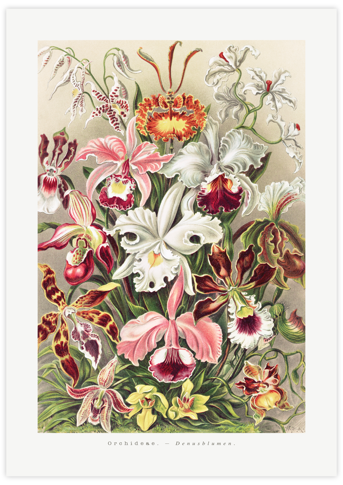 Orchideae–Denusblumen