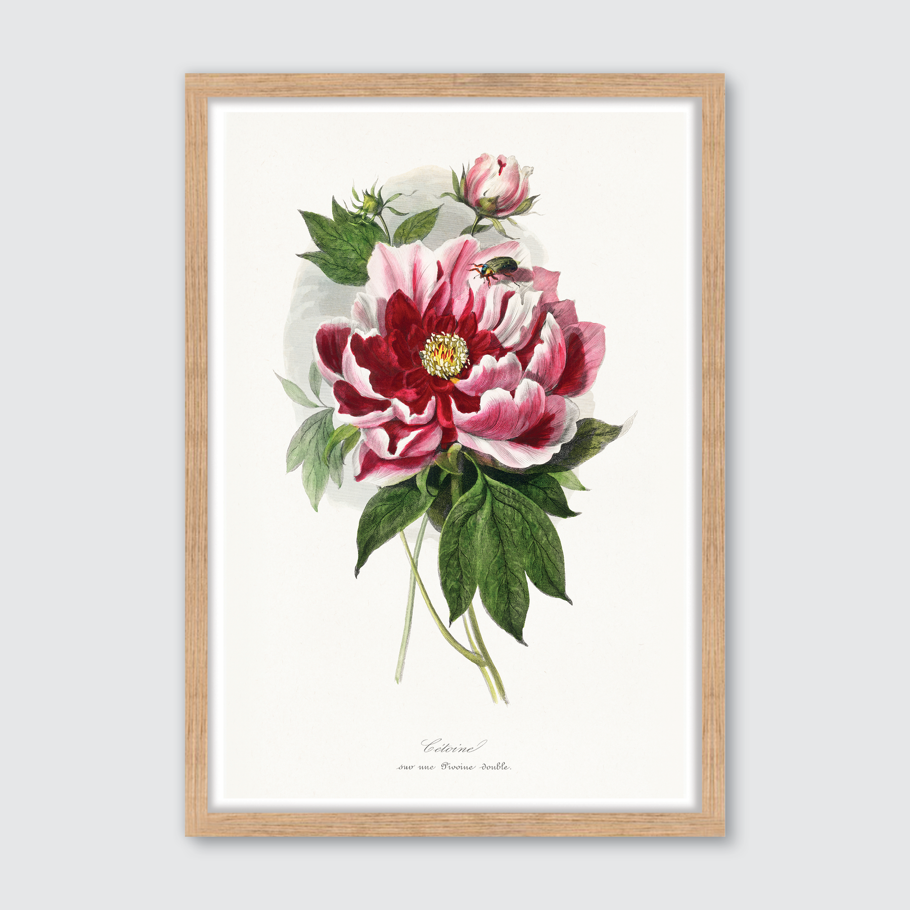 Peony Flower