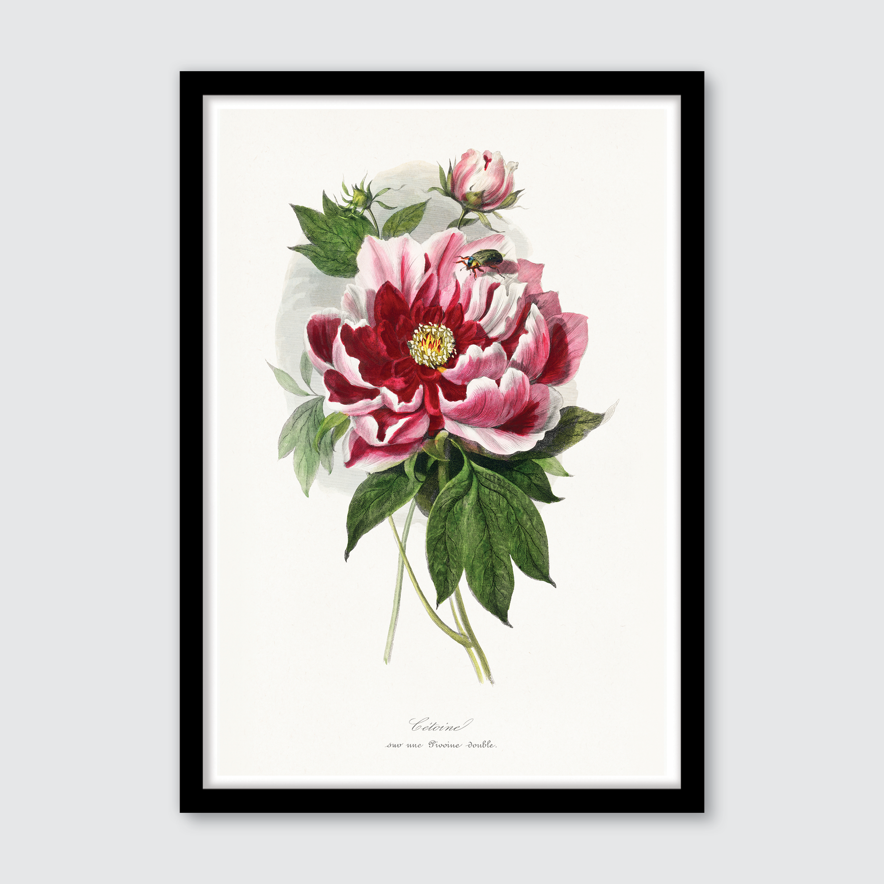 Peony Flower