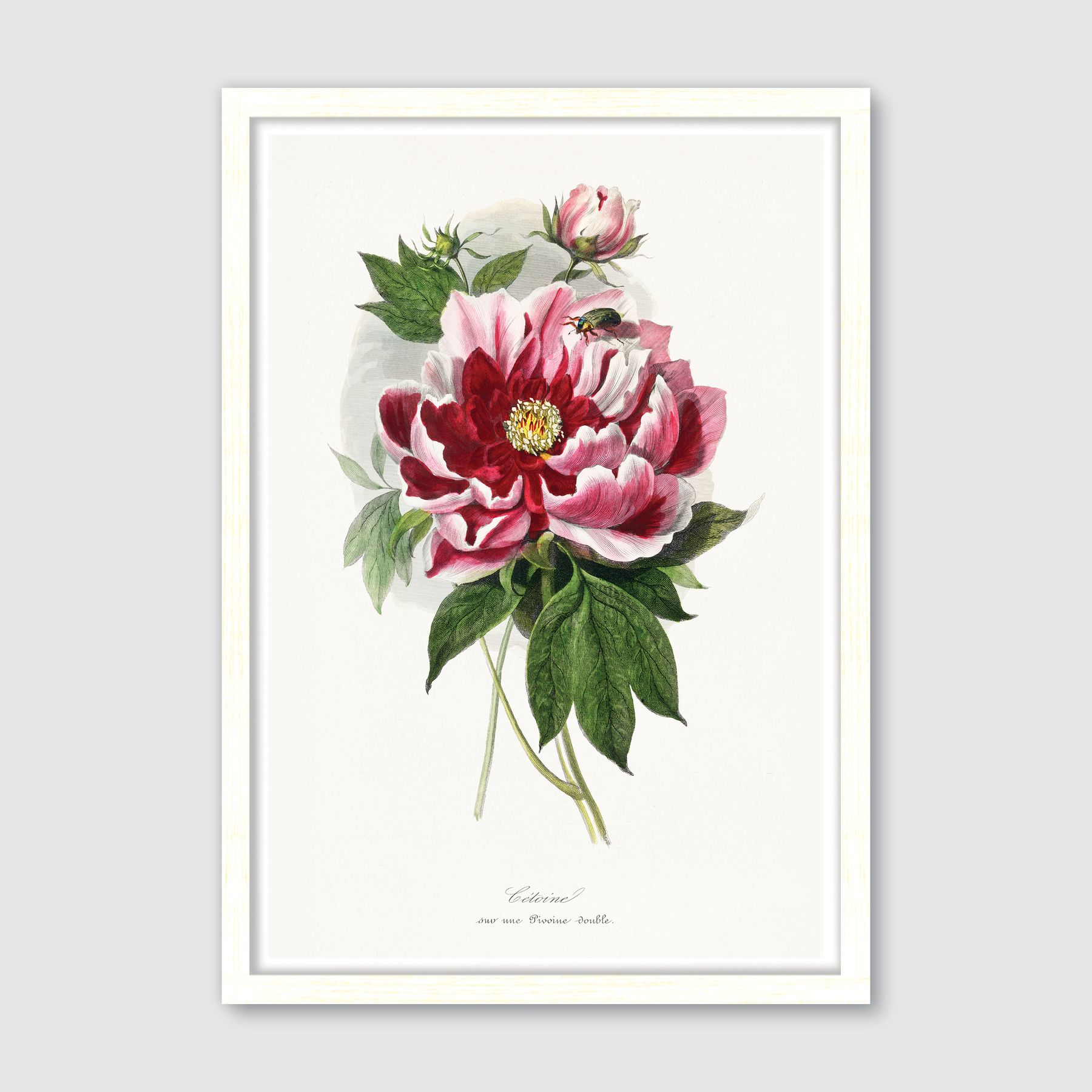 Peony Flower