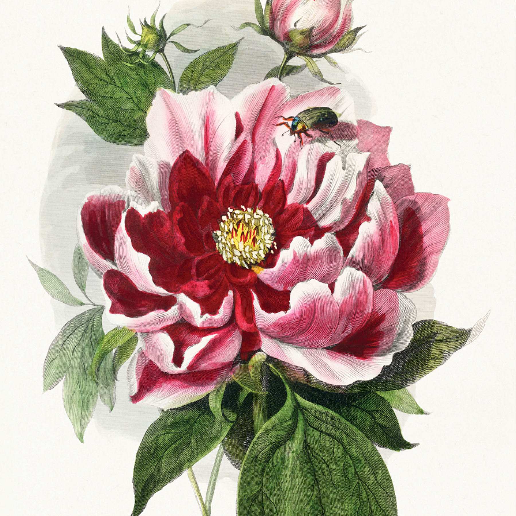 Peony Flower