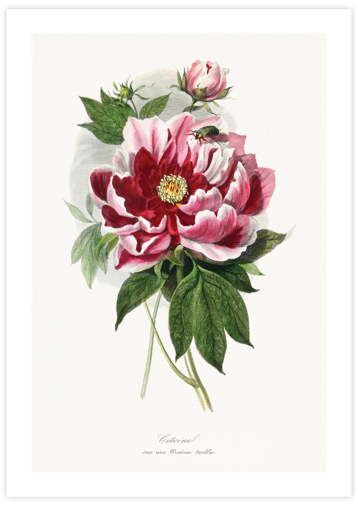 Peony Flower