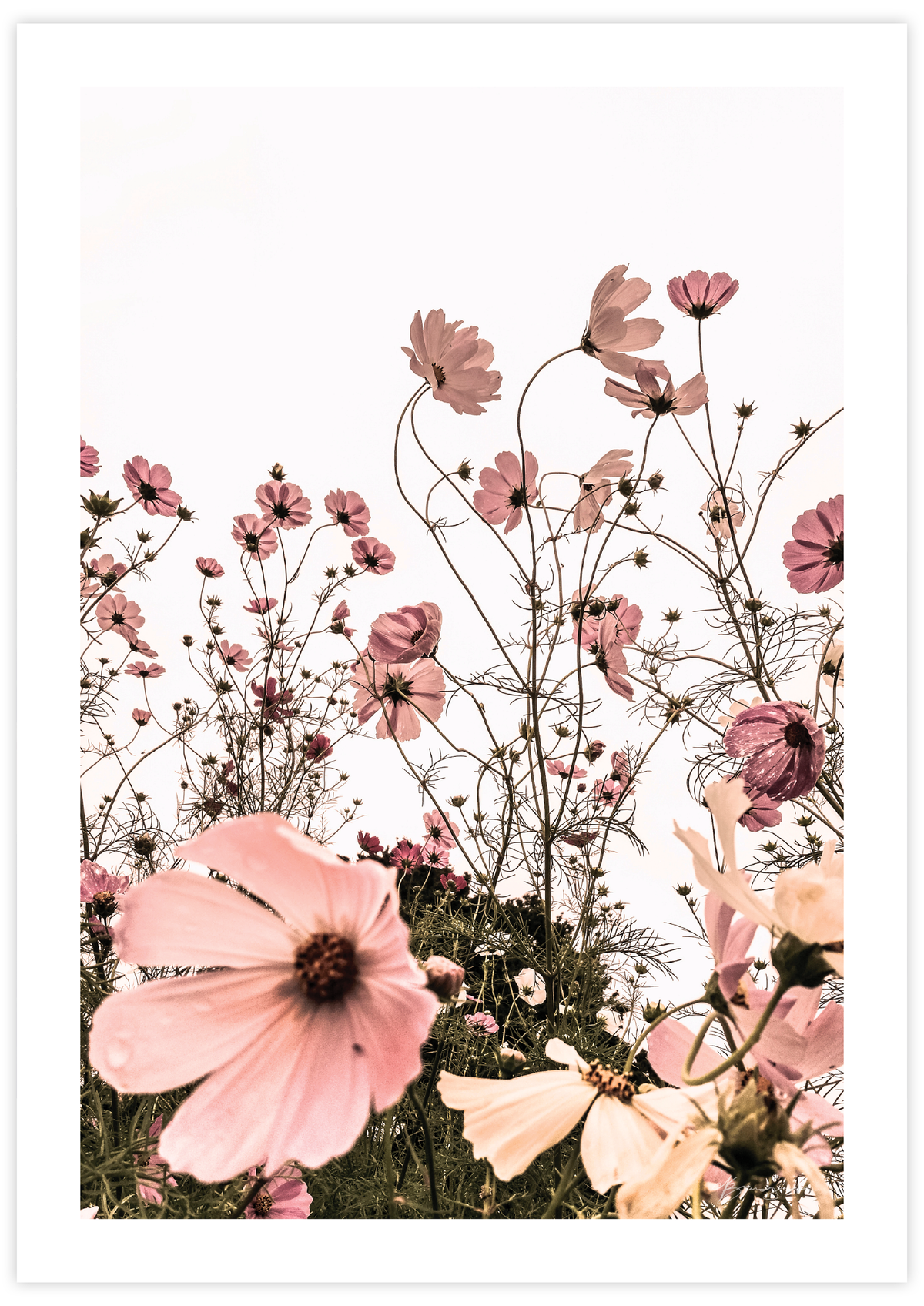 Pink Daisies